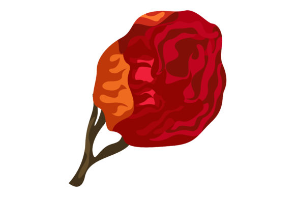 Beautiful Rose Bud 174