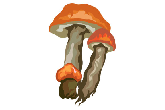 Poisonous Orange Mushrooms 184